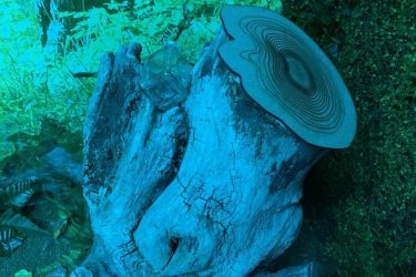 IMG_1688-scaled